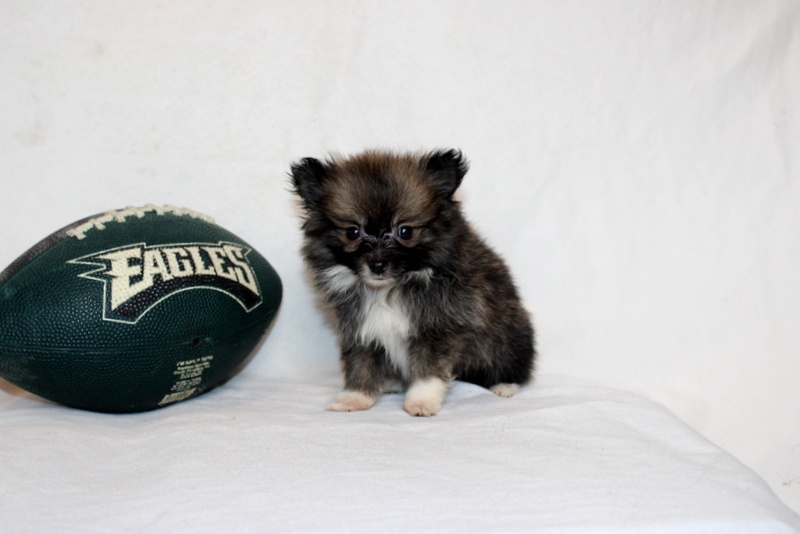 puppy, for, sale, Pomeranian, Matthew B. Stoltzfus, dog, breeder, Gap, PA, dog-breeder, puppy-for-sale, forsale, nearby, find, puppyfind, locator, puppylocator, aca